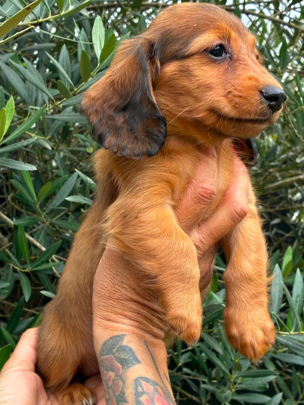 Teckel pup, België, Fokker | Hobbymatig, 8 tot 15 weken, Teef