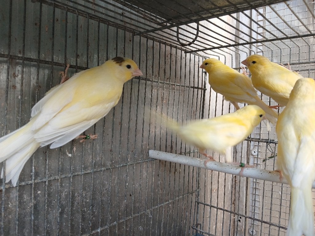 Kanaries, Plusieurs animaux
