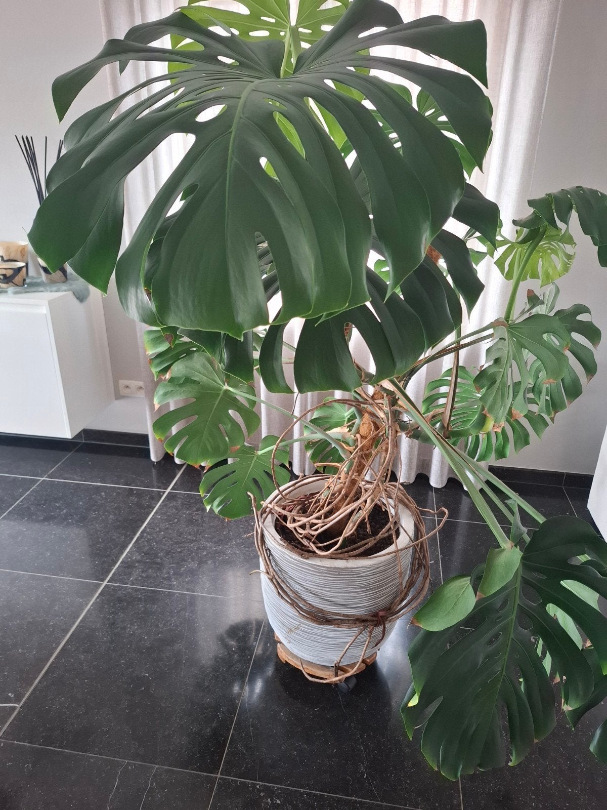 kamerplant monstera deliciosa, Enlèvement