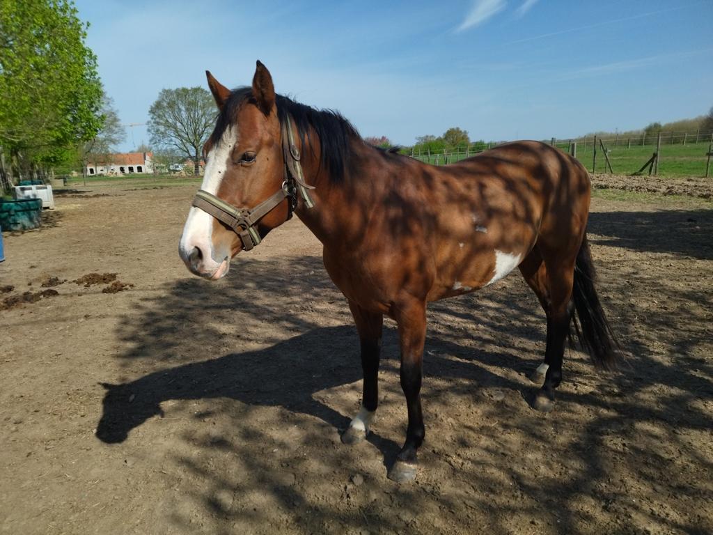 Quarter hengst, 4 jaar., Dieren en Toebehoren, Paarden, Hengst, Zadelmak, Minder dan 160 cm, 3 tot 6 jaar, Westernpaard, Gechipt