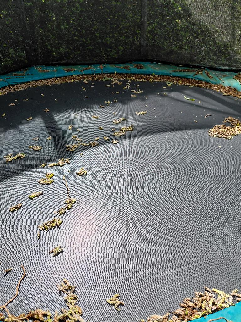 Trampoline Berg 270, Enfants & Bébés, Enlèvement, Utilisé