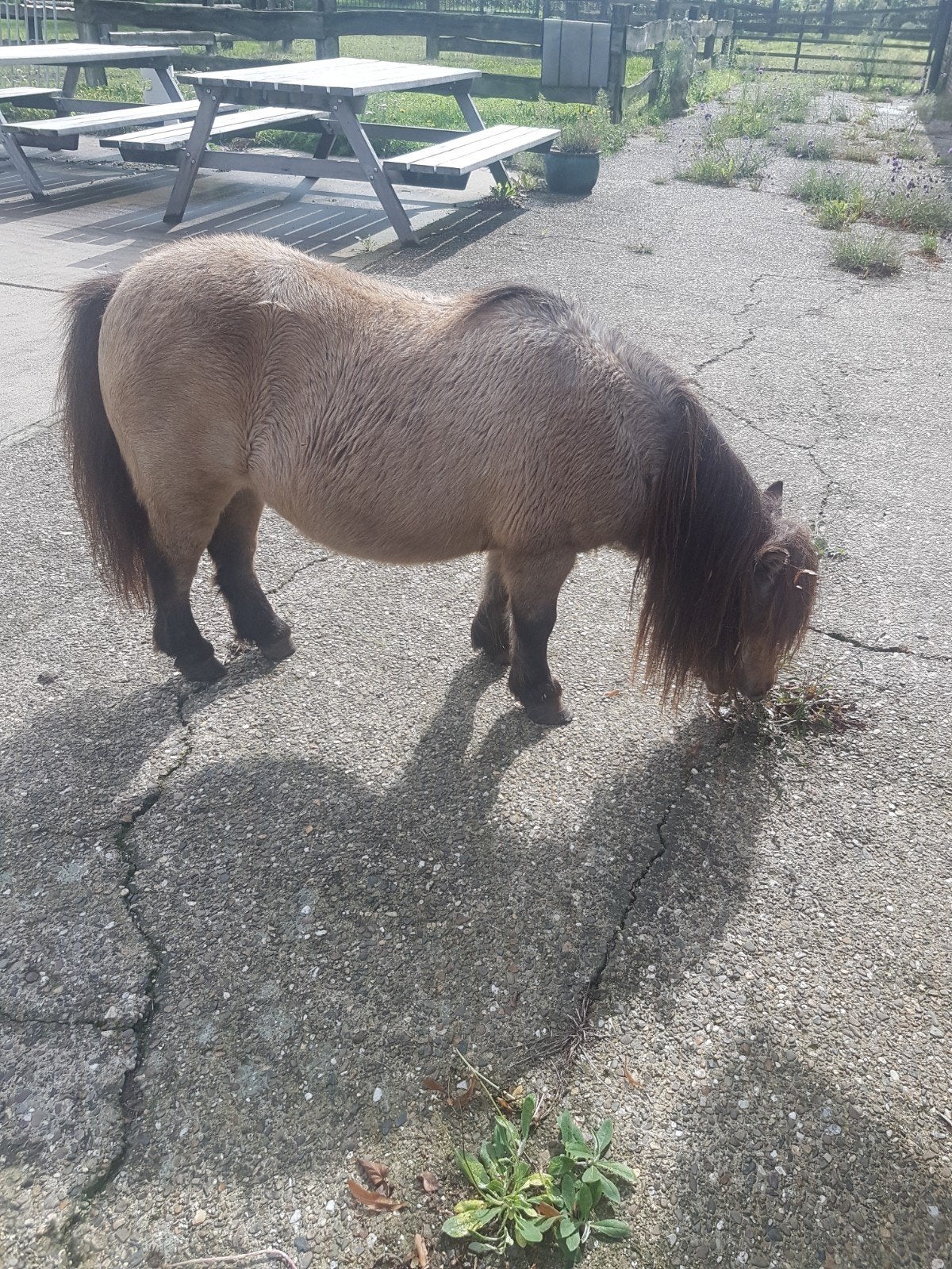 zeer braaf shetlandertje, Animaux & Accessoires