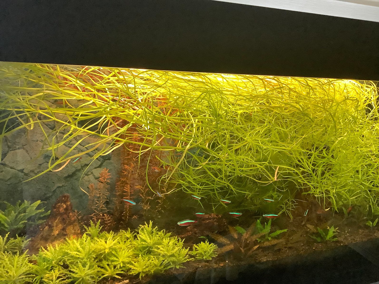 Aquarium planten, Dieren en Toebehoren, Ophalen, Zo goed als nieuw