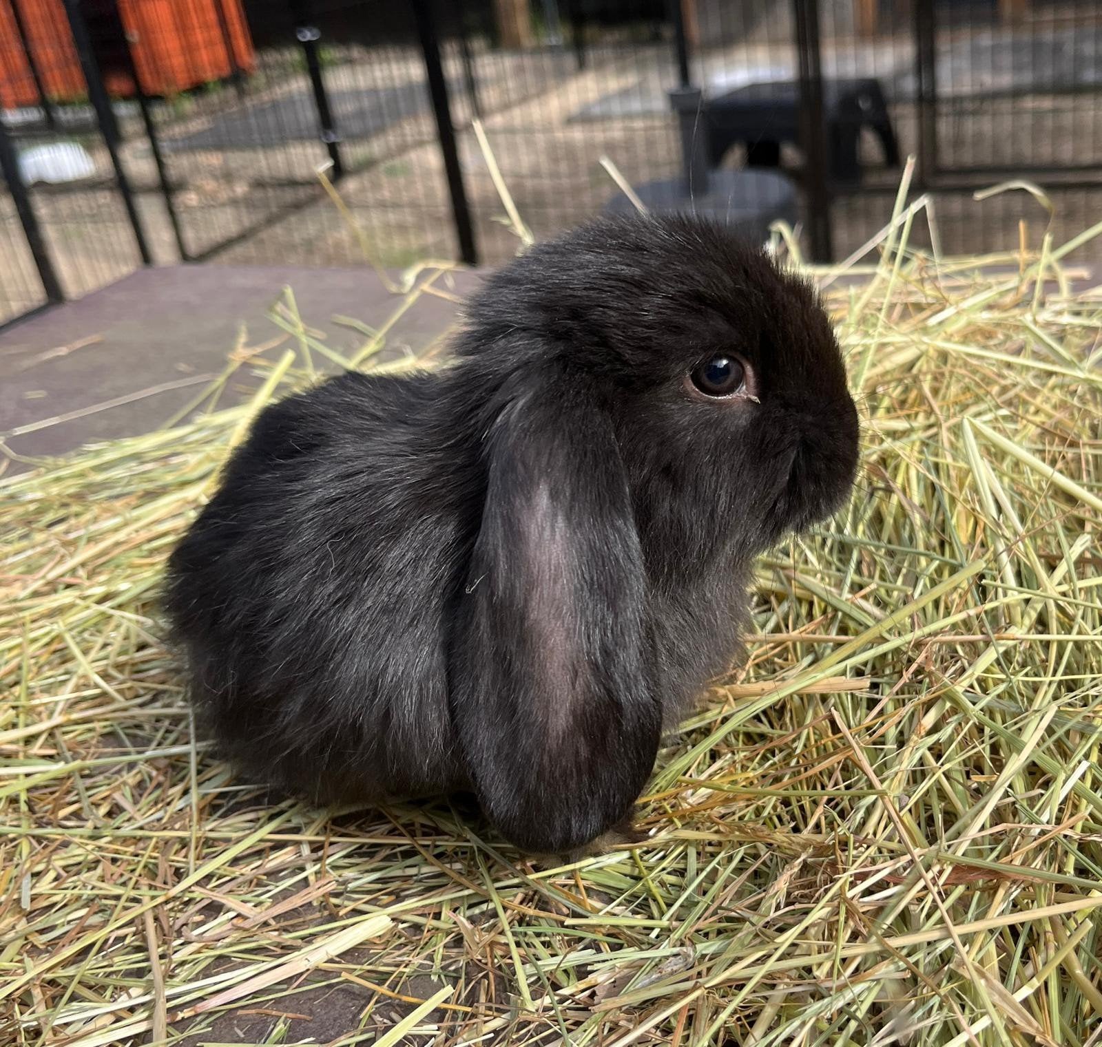 Franse Hangoor, Mâle, Grand, Oreilles tombantes, 0 à 2 ans