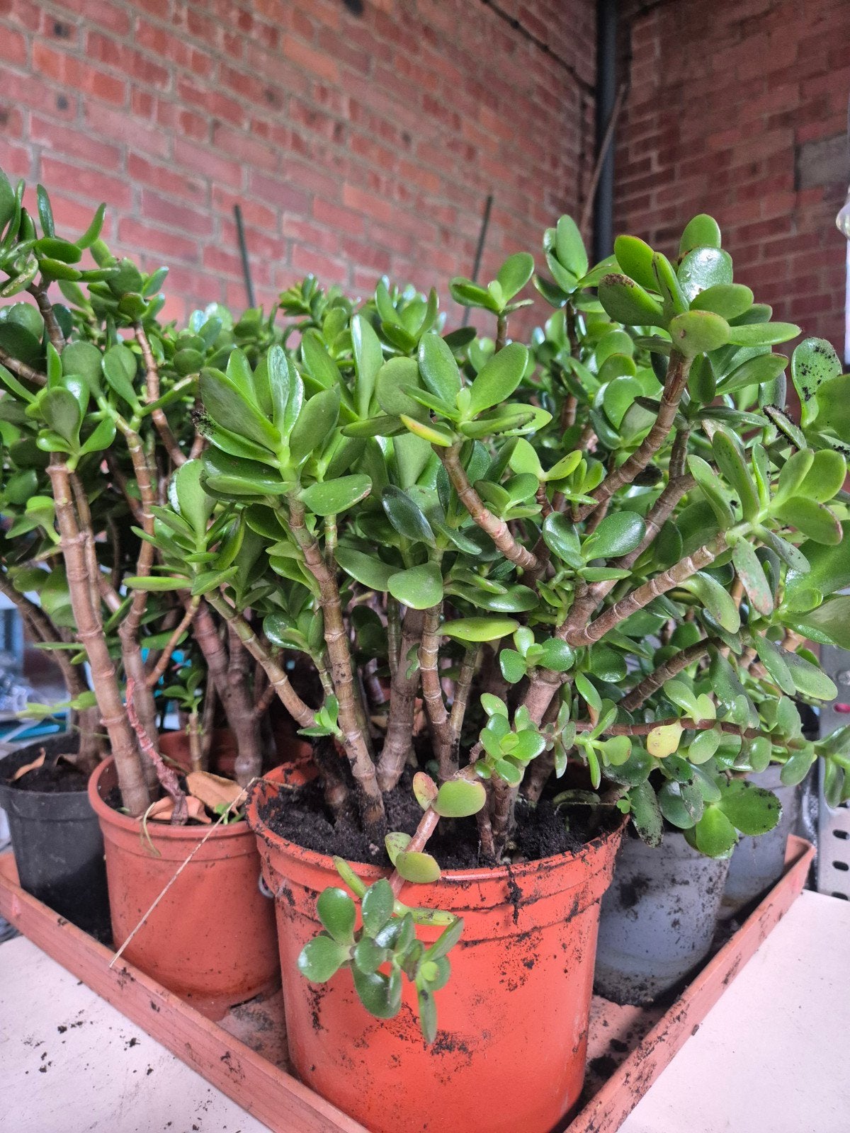 Crassula, Tuin en Terras, Ophalen