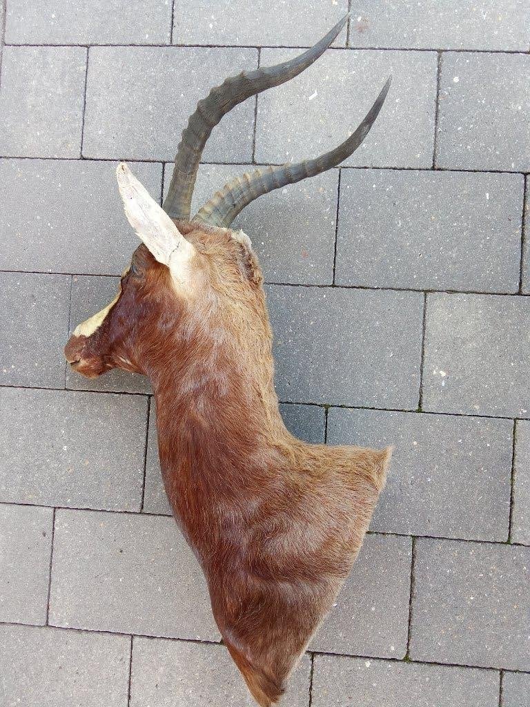 Antilope  (Damaliiscus pygarus phillipsi) Zuid-Afrikaanse, Verzamelen, Dierenverzamelingen, Ophalen, Gebruikt, Wild dier, Schedel