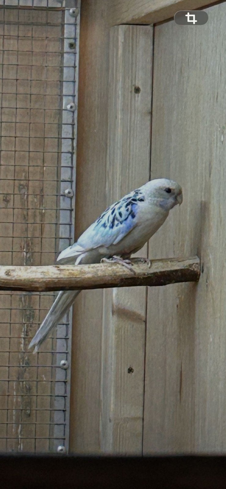 Zoek man rosella '26, Mannelijk, Parkiet, Geringd