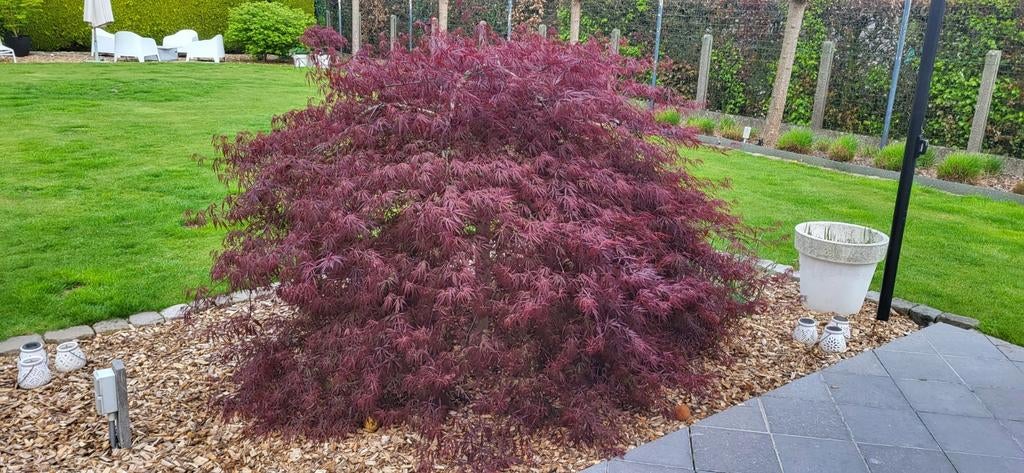 Japanse esdoorn, Tuin en Terras, Ophalen, Herfst