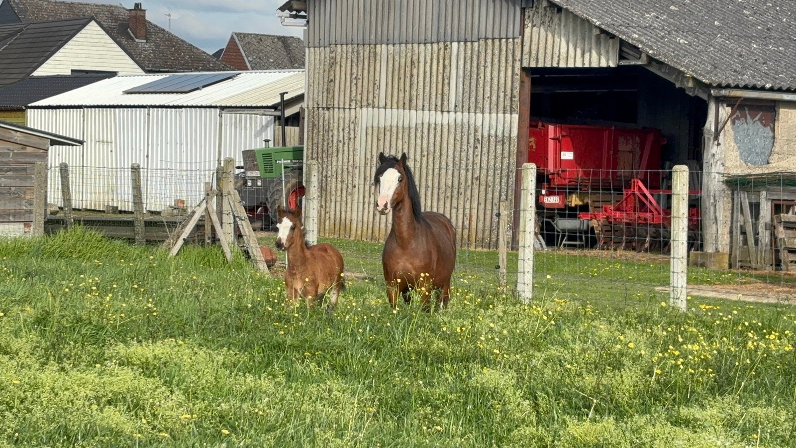 Welsh A merrieveulens en jaarling hengst, Dieren en Toebehoren, Pony's, Hengst