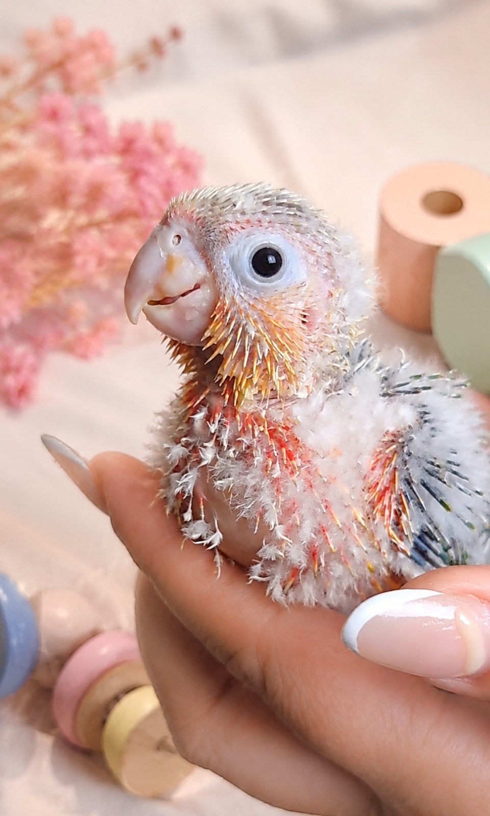 Conure molinae, Animaux & Accessoires