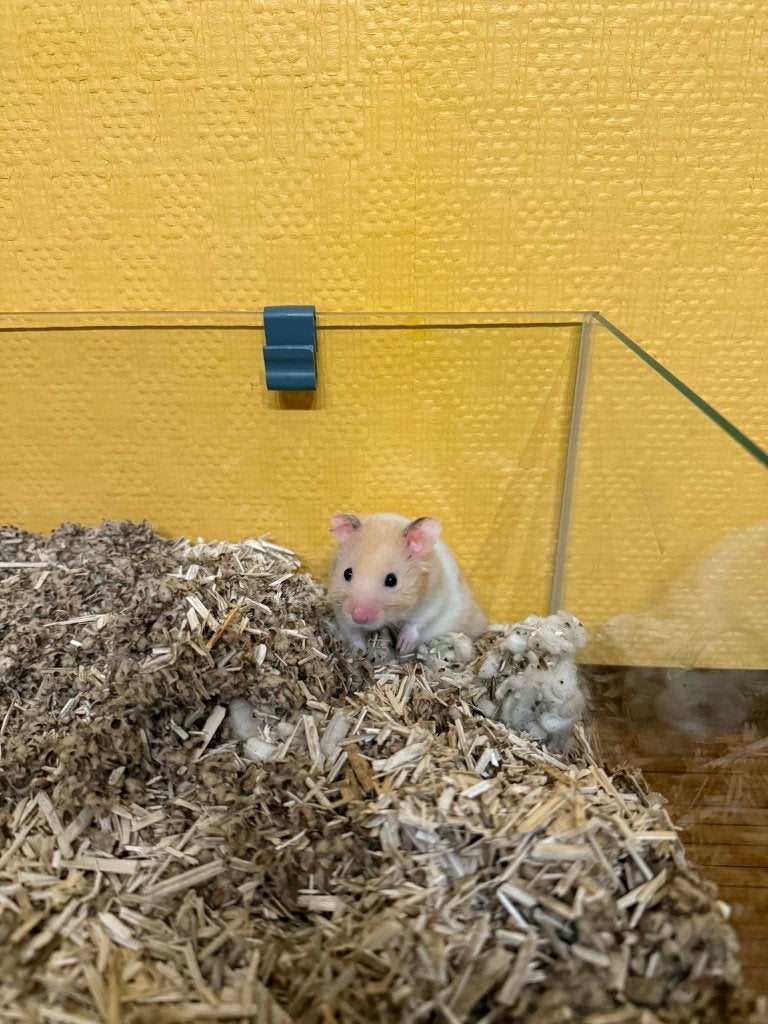 Hamster doré avec grande cage sur deux niveaux, Animaux & Accessoires, Rongeurs, Mâle, Hamster, Mars, Domestique