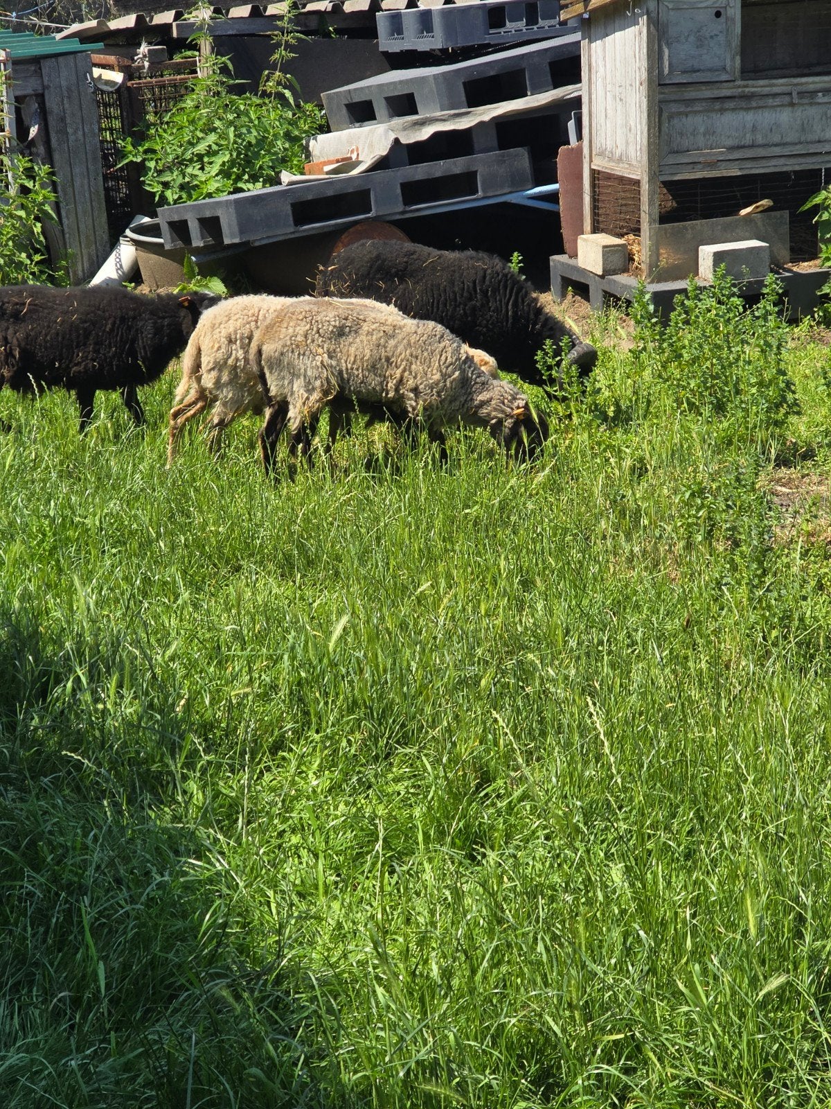 Troupeau de Quessants à vendre, Animaux & Accessoires, Moutons, Chèvres & Cochons