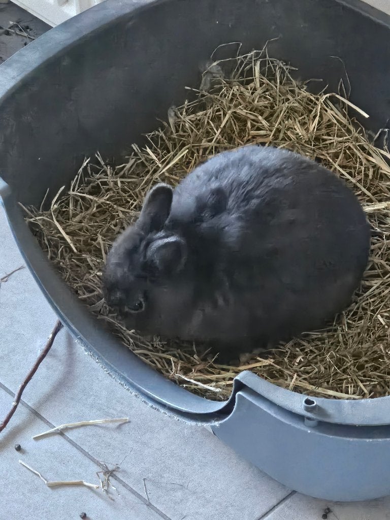 Kleurdwerg  konijntje, Mannelijk, Klein, 0 tot 2 jaar