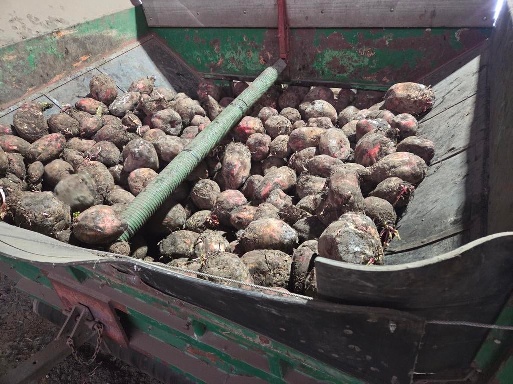 Kwalitatieve Voederbieten, Ophalen