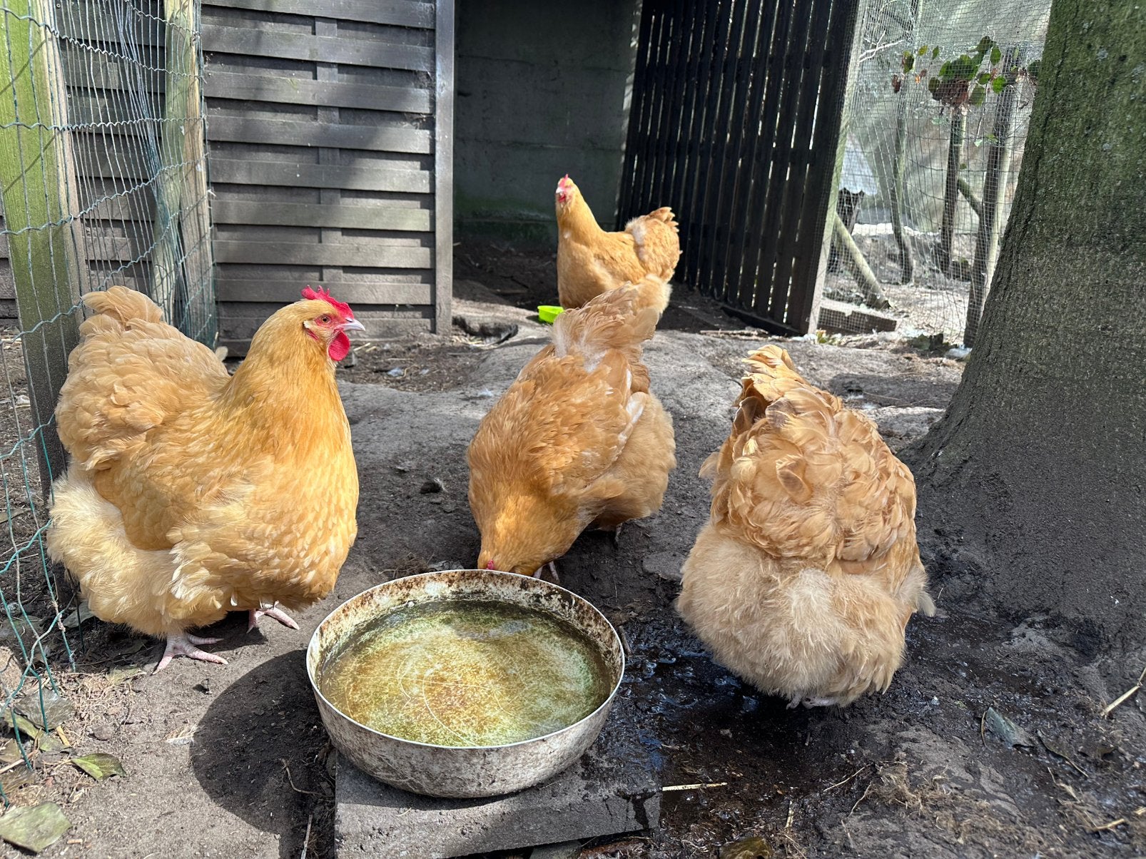Orpington kuikens, Dieren en Toebehoren