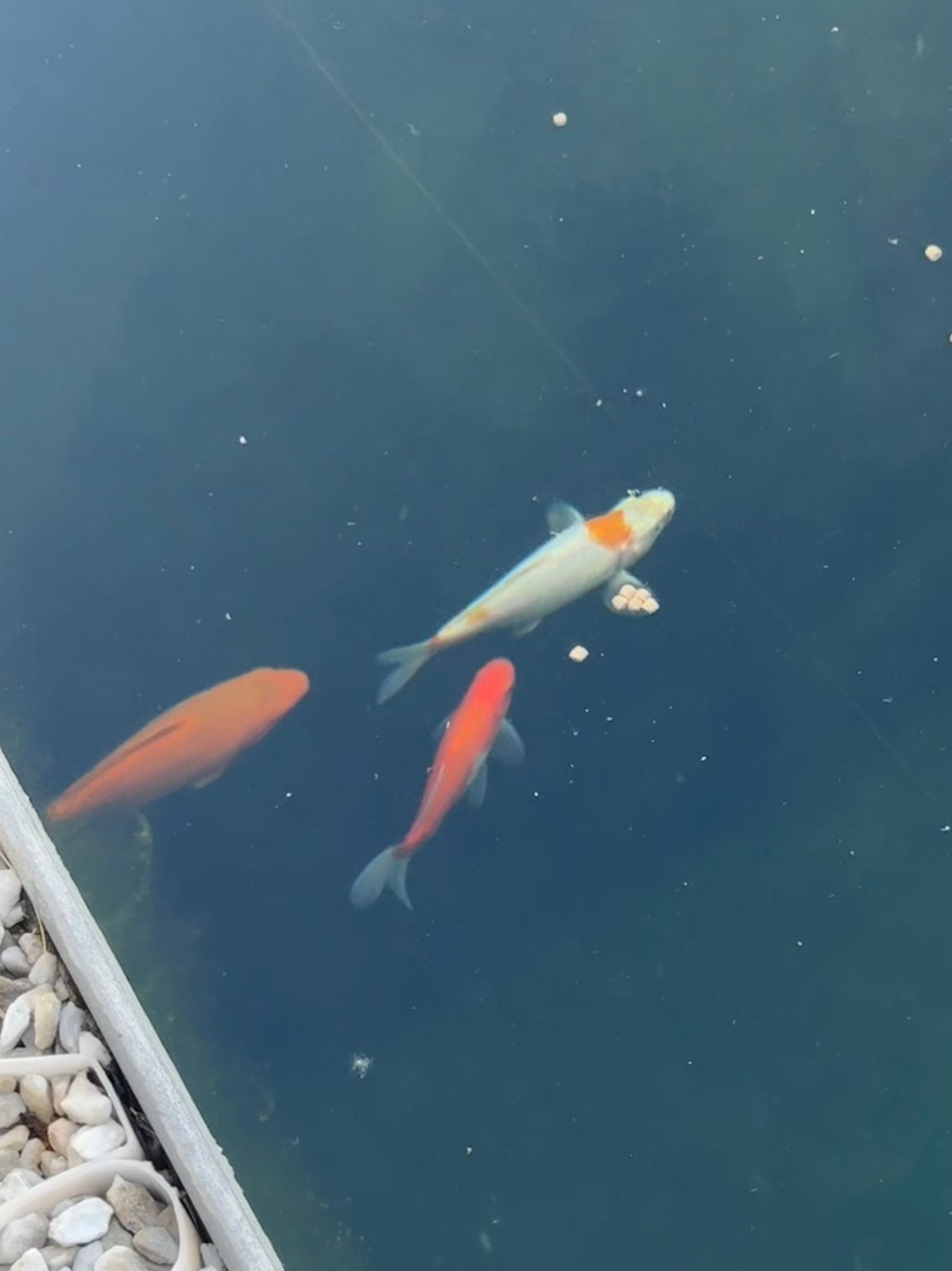 2 baby koi en goudvisje eigenkweek, Dieren en Toebehoren, Karper of Koi