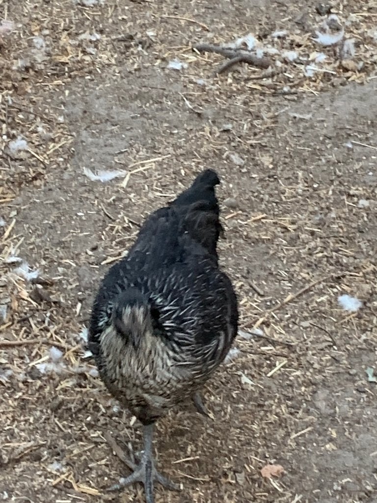 3 vleeskippen, Dieren en Toebehoren, Pluimvee, Kip, Vrouwelijk