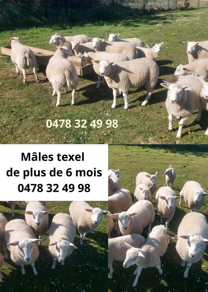 Mâles texel de plus de 6 mois, Mâle, Mouton, 0 à 2 ans