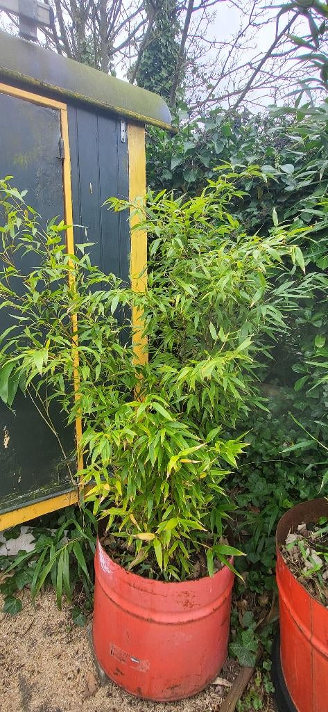 Bamboe in vat, Vaste plant, Bloeit niet, Halfschaduw, Ophalen