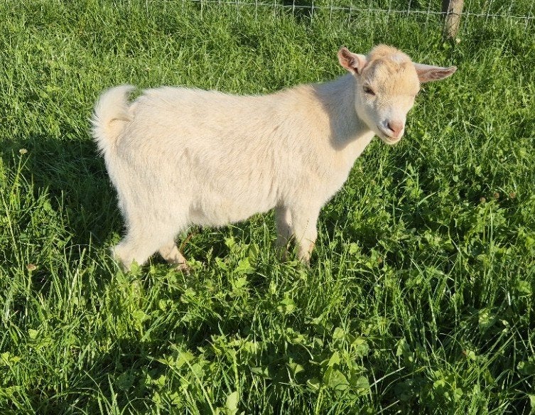 dwerggeit bokje, Animaux & Accessoires, Moutons, Chèvres & Cochons, Chèvre, Mâle, 0 à 2 ans
