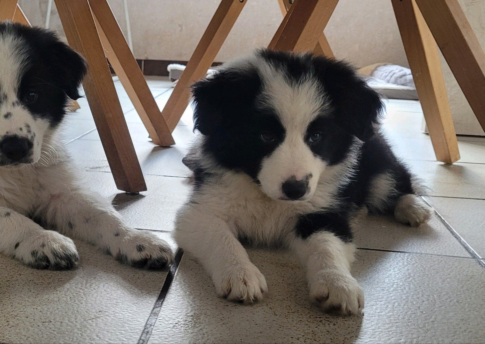 Border Collie pups groeien huiselijk op ouders HD ED DNA OKE, Dieren en Toebehoren, Honden | Herdershonden en Veedrijvers, Parvo