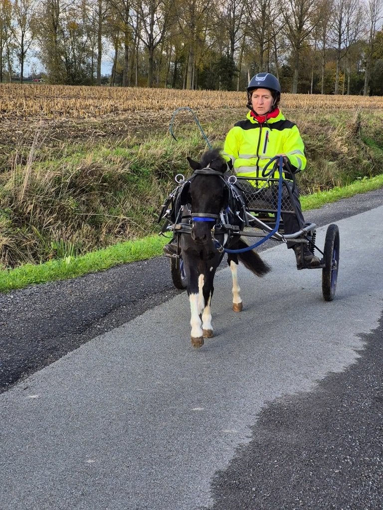 Super lief miniatuurpaardje, Merrie, Met stamboom, Niet van toepassing, A pony (tot 1.17m)