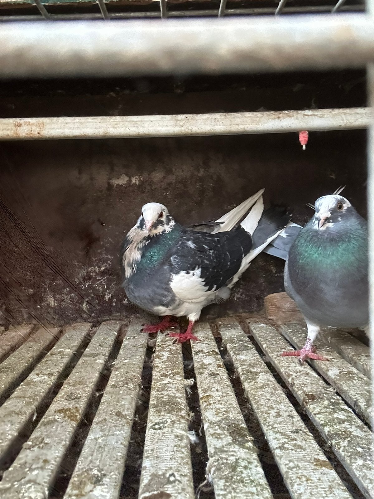 Gabano Duiven, Dieren en Toebehoren, Vogels | Duiven