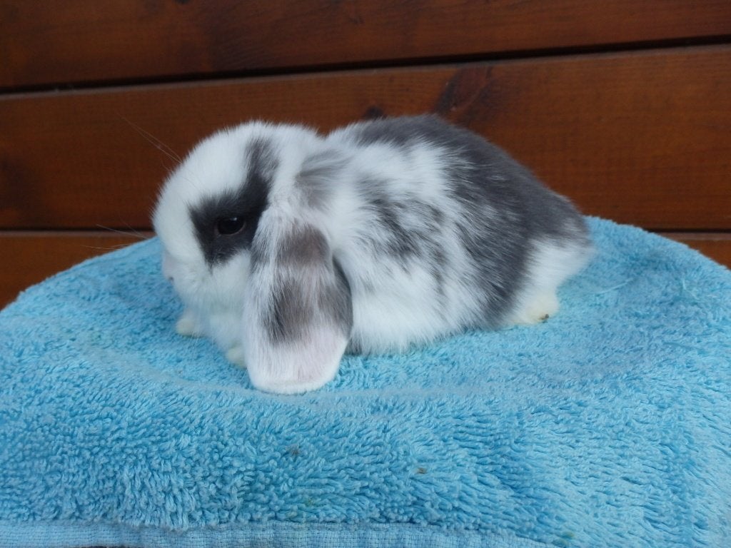 HD, infirmière., Femelle, Nain, Oreilles tombantes, 0 à 2 ans