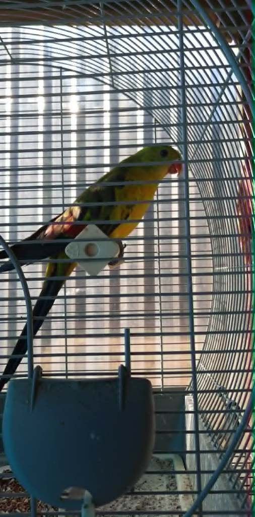 vogels, Parkiet