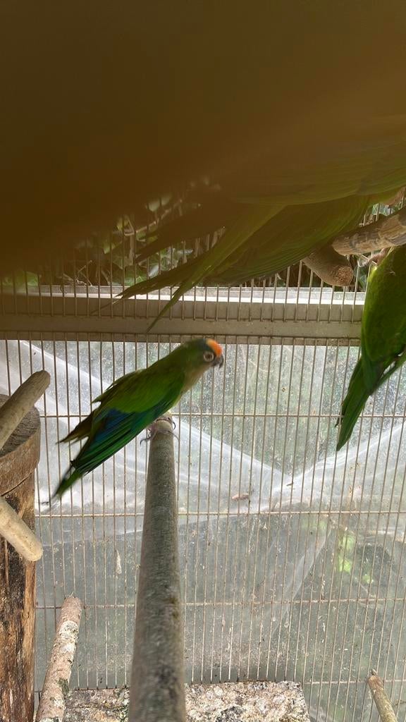 AUSTRALISCHE PAPEGAAIEN 100 EURO/VOGEL OF RUILEN, Dieren en Toebehoren, Meerdere dieren, Papegaai