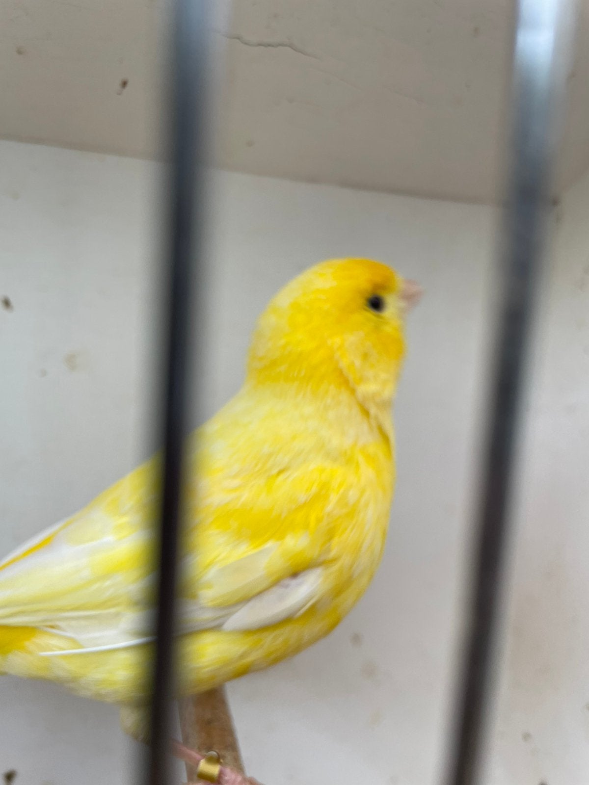 Te koop mooie gele mannetje van 2025 met ring fluit heel goe, Dieren en Toebehoren, Vogels | Kanaries, Mannelijk, Kleurkanarie