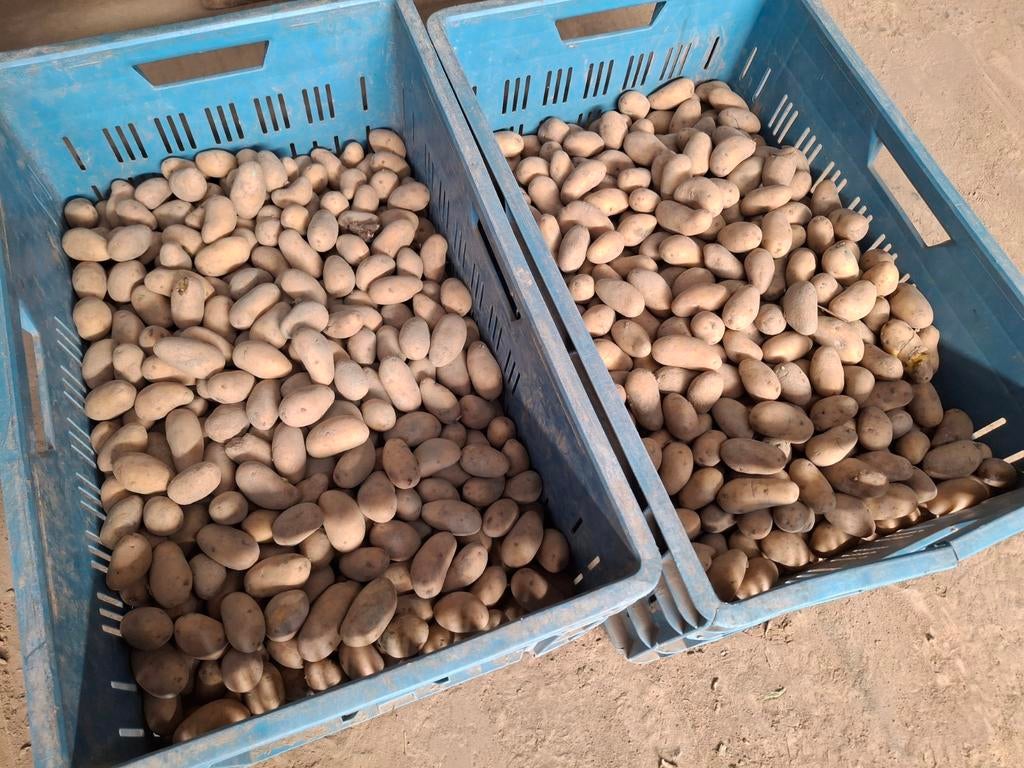 Pootgoed Annabelle vastkokende aardappel, Ophalen