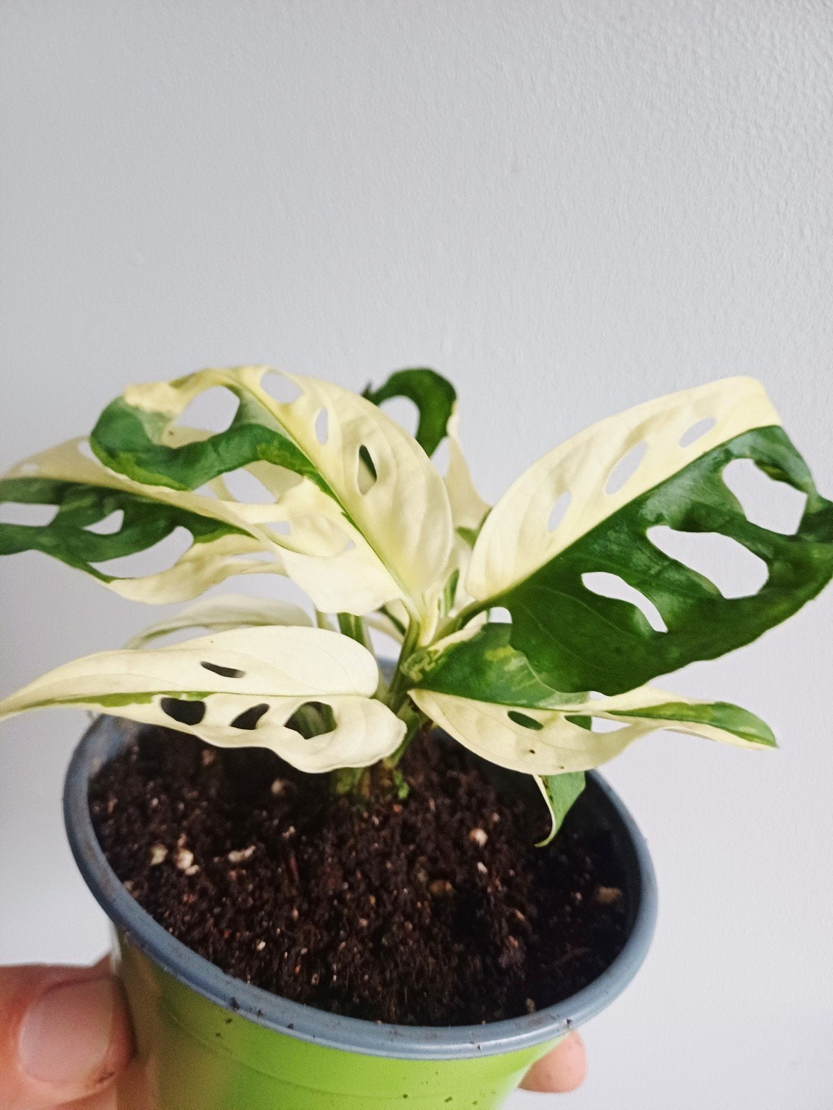 Monstera Adansonii var. Japanese tricolor, Autres espèces, En pot, Enlèvement ou Envoi, Moins de 100 cm