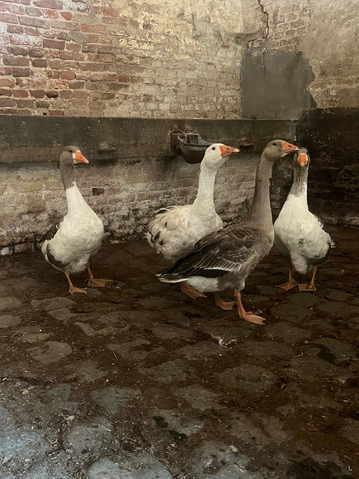 Jonge ganzen, Dieren en Toebehoren, Pluimvee