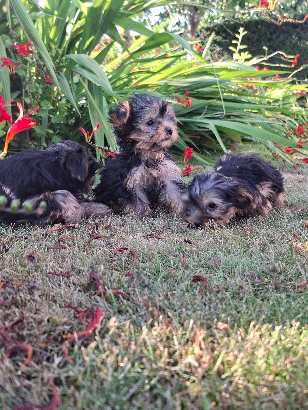 Chiots Yorkshire, Animaux & Accessoires, Yorkshire Terrier, Plusieurs, Hépatite contagieuse (maladie de Rubarth), Belgique