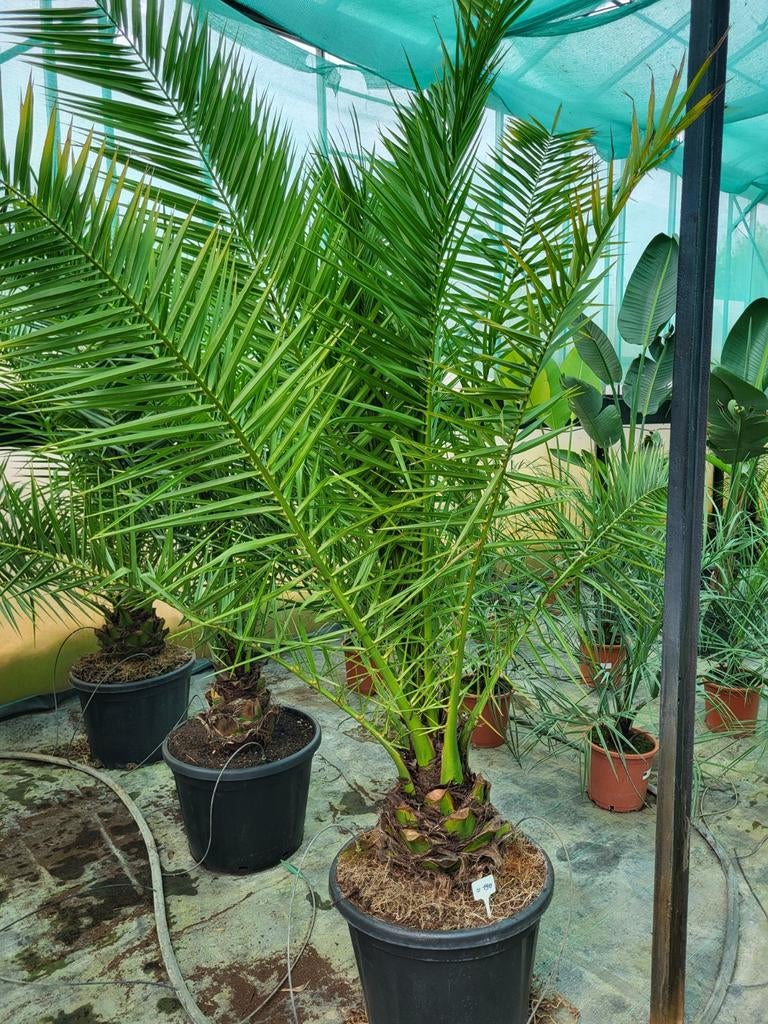 Phoenix canariensis, stam 25cm, totaal 2m/2,5m, Tuin en Terras, Ophalen