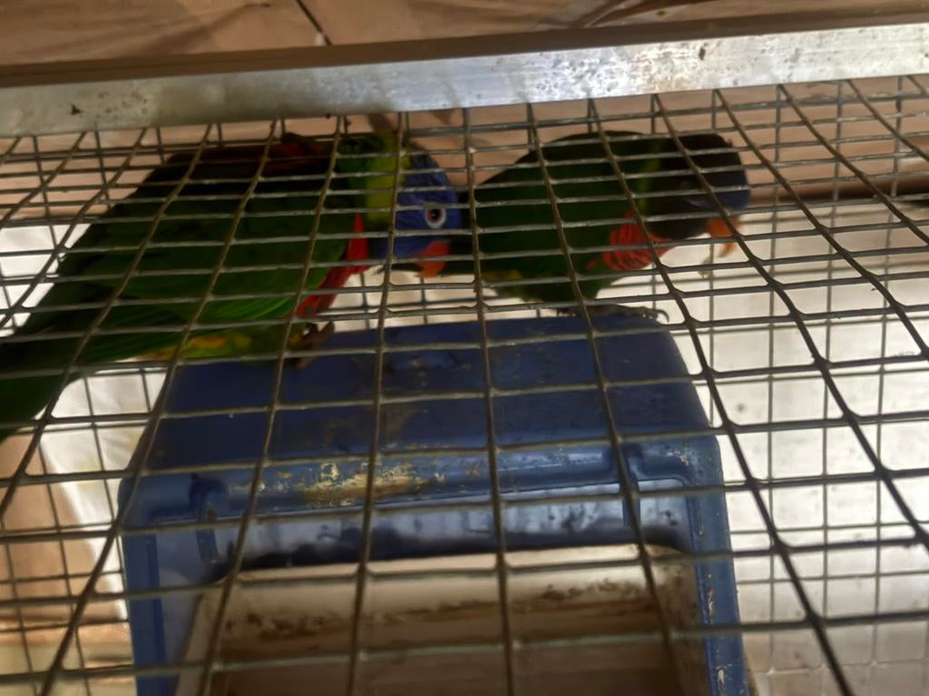 Lories, Animaux & Accessoires, Oiseaux | Perruches & Perroquets, Mâle