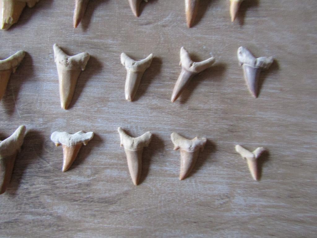 Prachtige set van 30 FOSSIL haaientanden, Ophalen of Verzenden, Fossiel