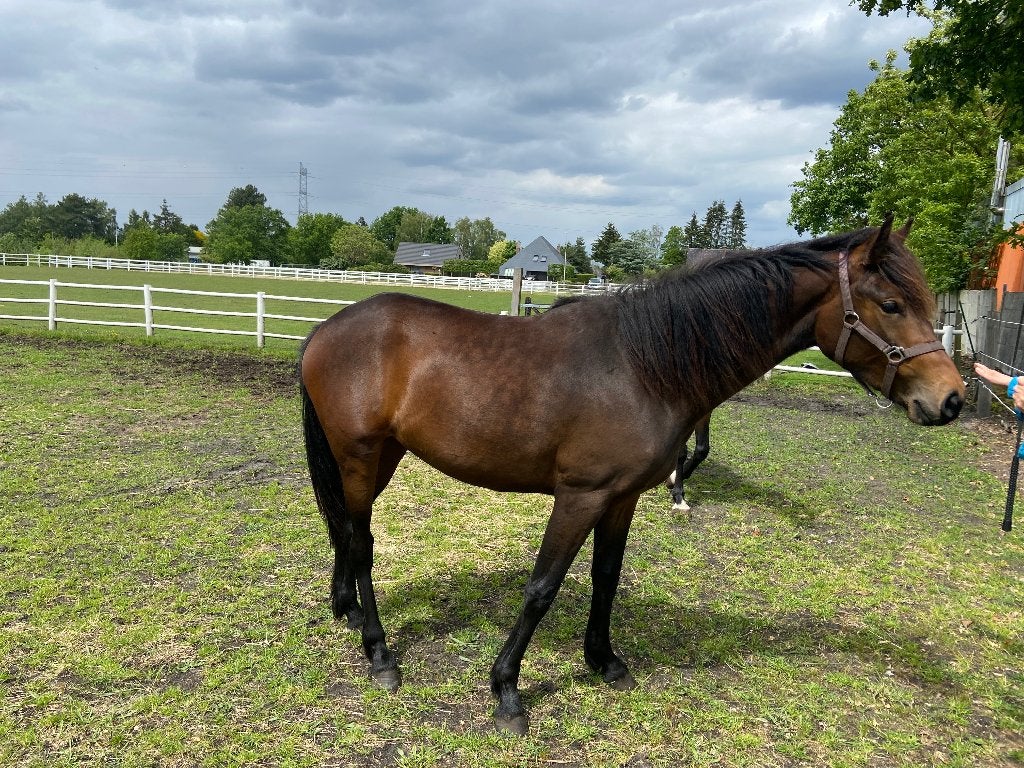 paard, Dieren en Toebehoren, Paarden, Merrie, Met stamboom, Niet van toepassing, Dressuurpaard