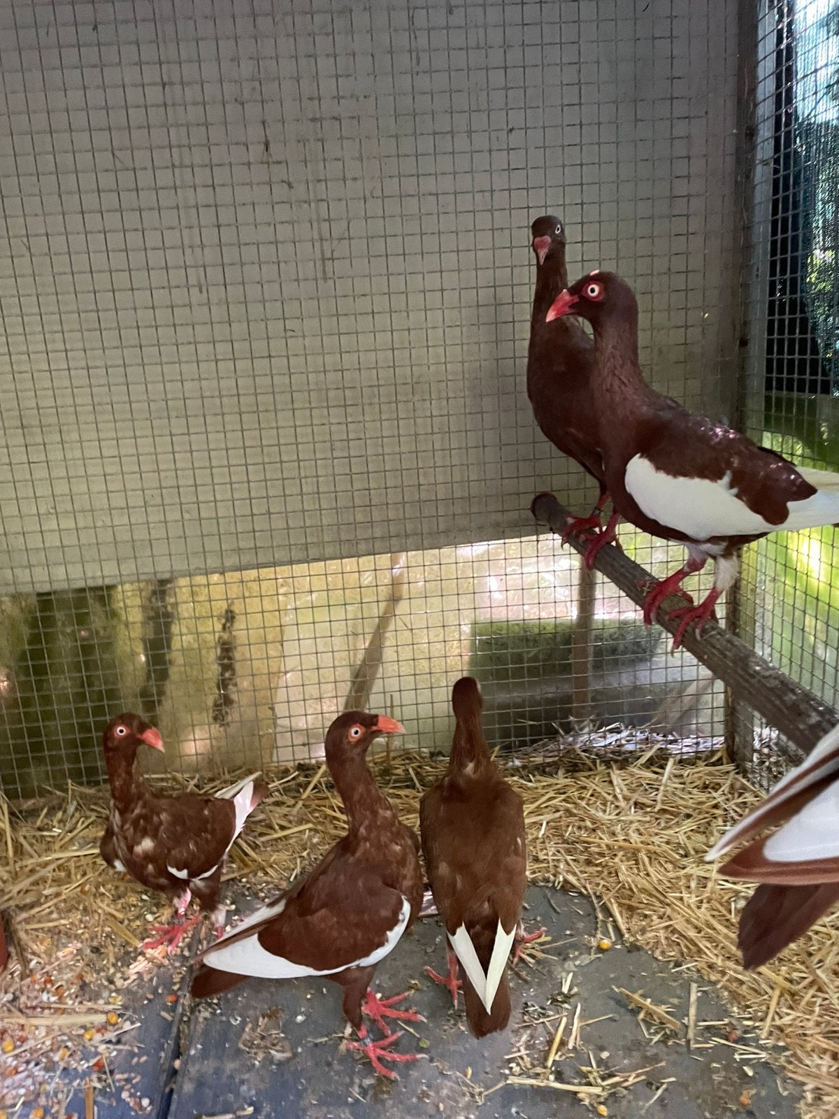 6 jonge Deense Tuimelaars, Dieren en Toebehoren, Geslacht onbekend, Tuimelaar of Roller
