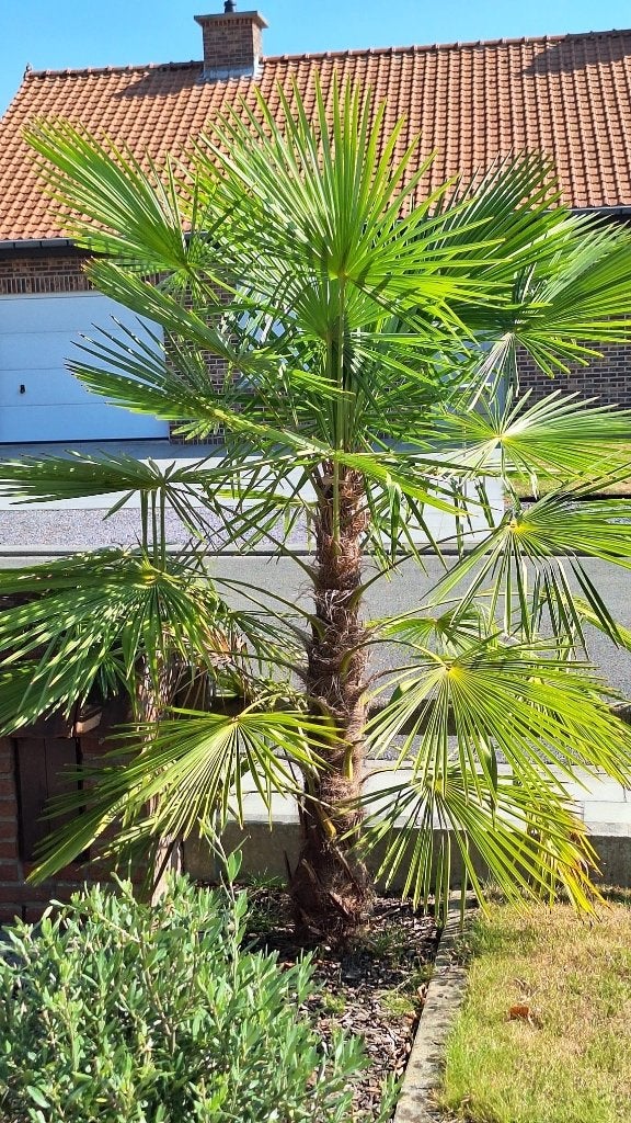 Exotische boom, Jardin & Terrasse, Enlèvement, Palmier, 100 à 250 cm
