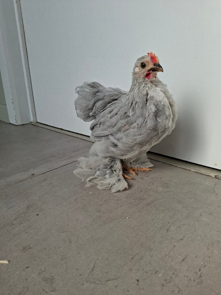 Cochin kriel haantje, Dieren en Toebehoren, Kip