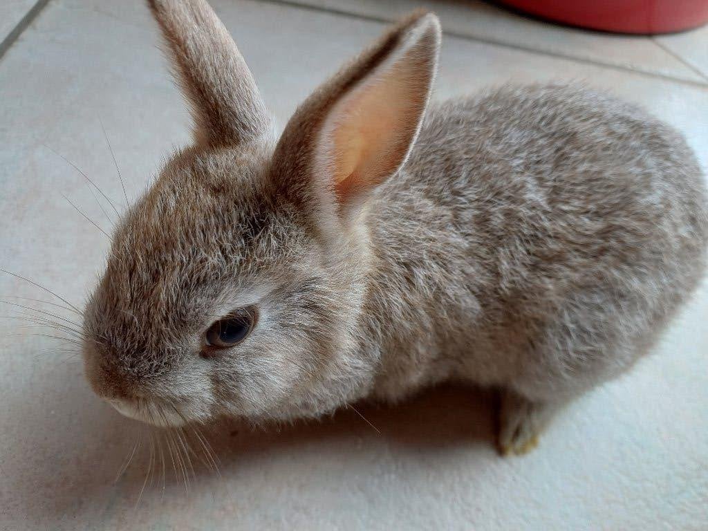 Lief konijntje, Dieren en Toebehoren, Konijnen, Dwerg, Mannelijk, 0 tot 2 jaar
