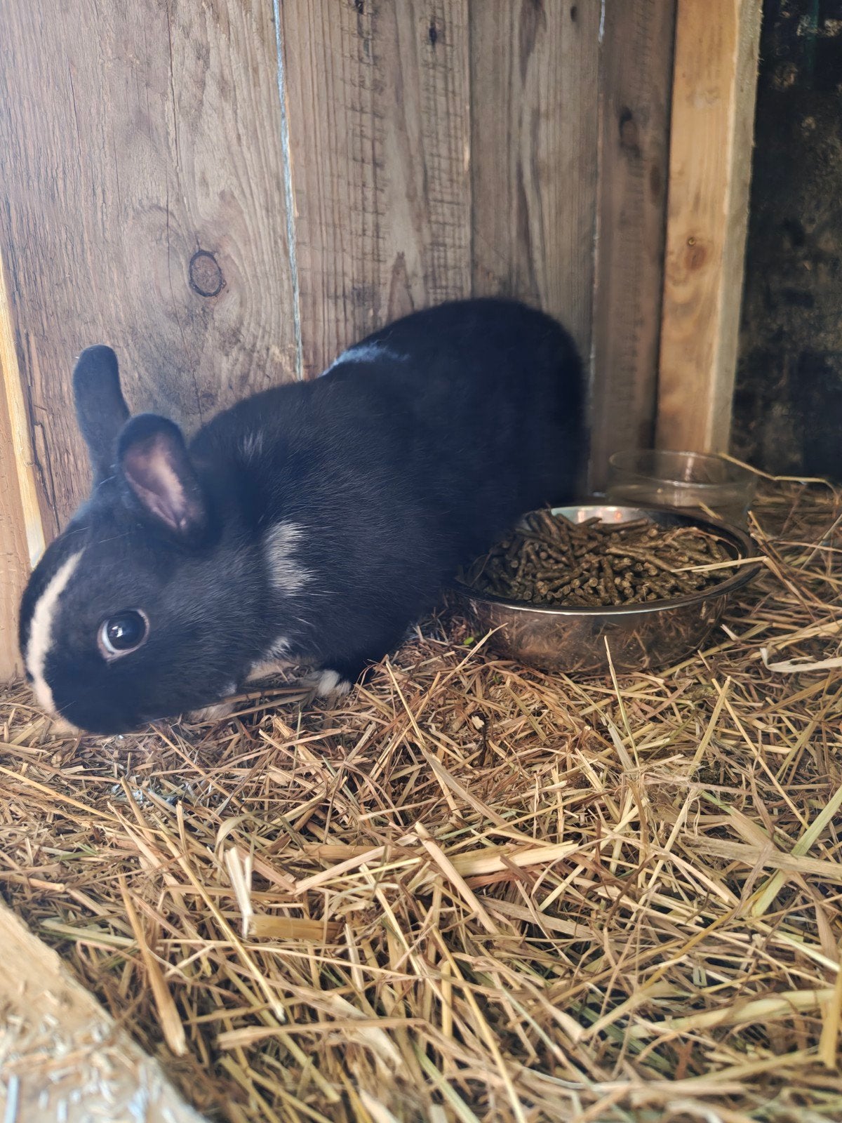 Kleurdwerg voedstertje te ruilen of te koop., Dieren en Toebehoren, Konijnen