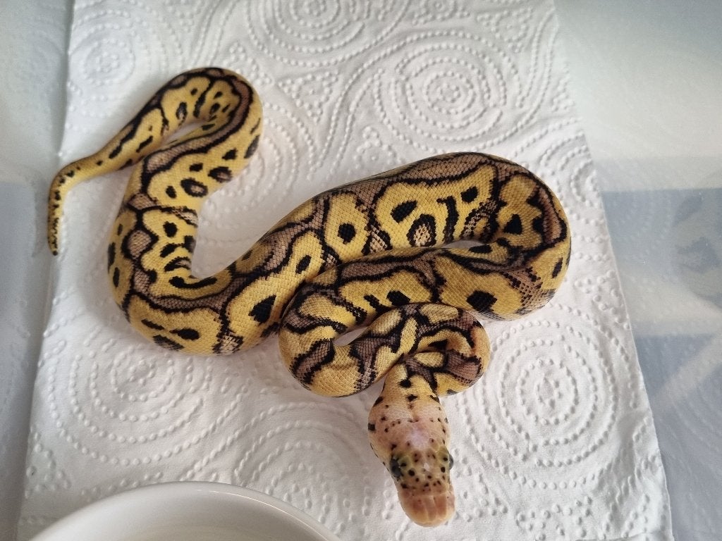 0.1 spotnose pastel clown koningspython, Dieren en Toebehoren