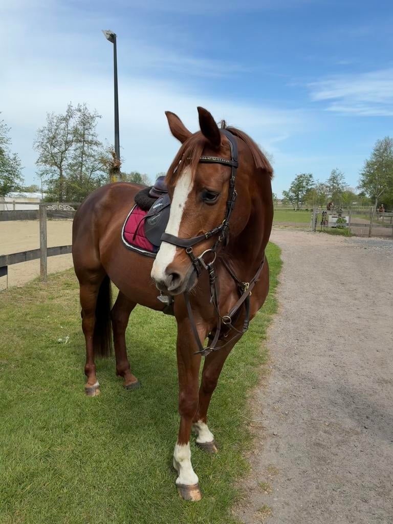 Mooie zangersheide springmerrie, Merrie, Springpaard, 3 tot 6 jaar, 160 tot 165 cm