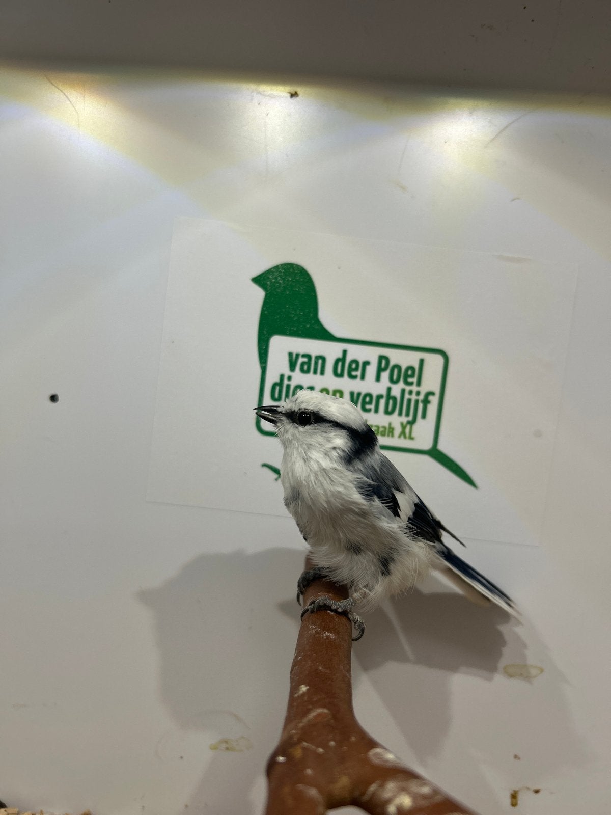 1-0 azuurmees ( in nl ), Dieren en Toebehoren, Mannelijk, Wildzangvogel, Geringd
