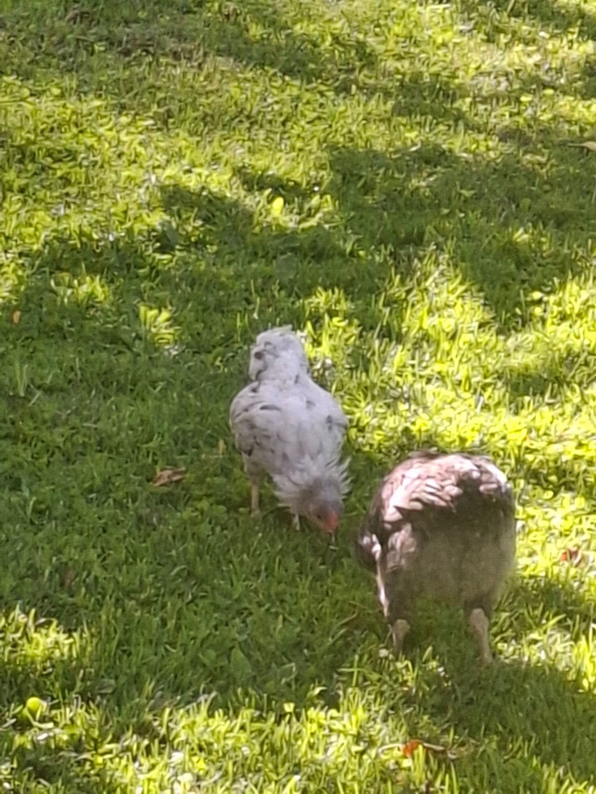 Araucana, Animaux & Accessoires, Volatiles