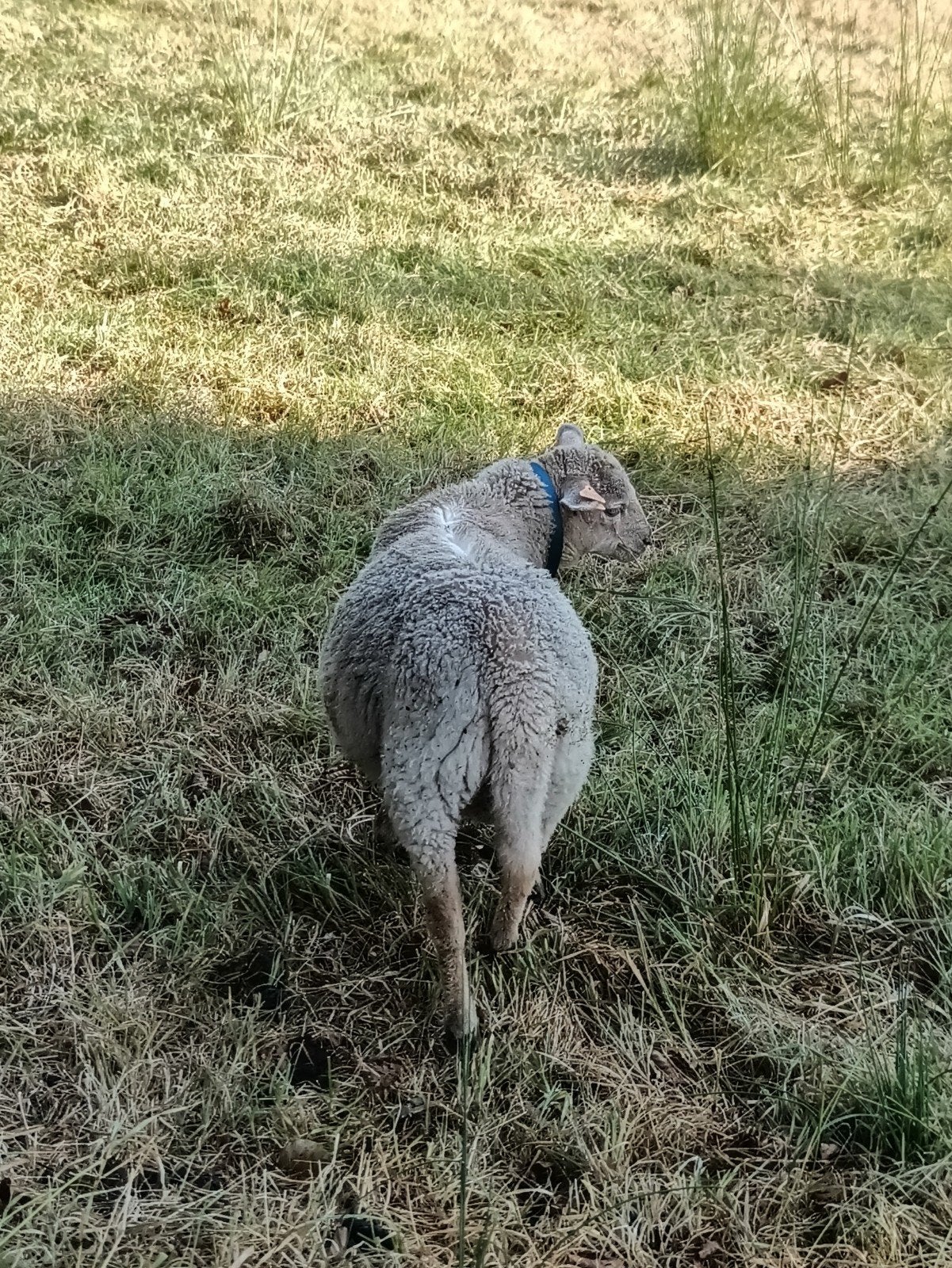 ramlam, Dieren en Toebehoren, Mannelijk, Schaap, 0 tot 2 jaar