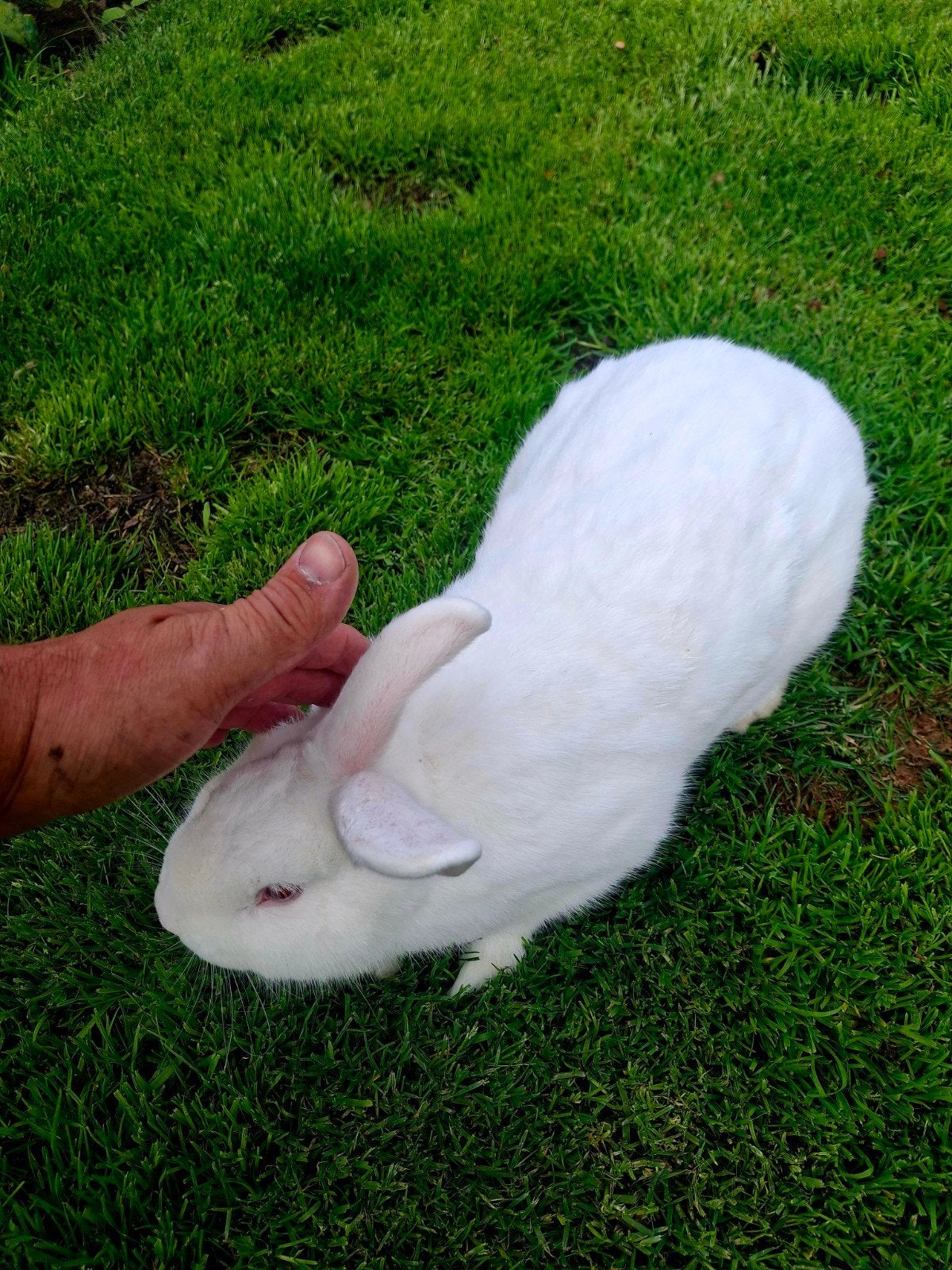 Rammelaar witte van dendermonde, Dieren en Toebehoren